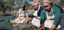 Kuzey Ege’de zeytin için erken hasat telaşı başladı