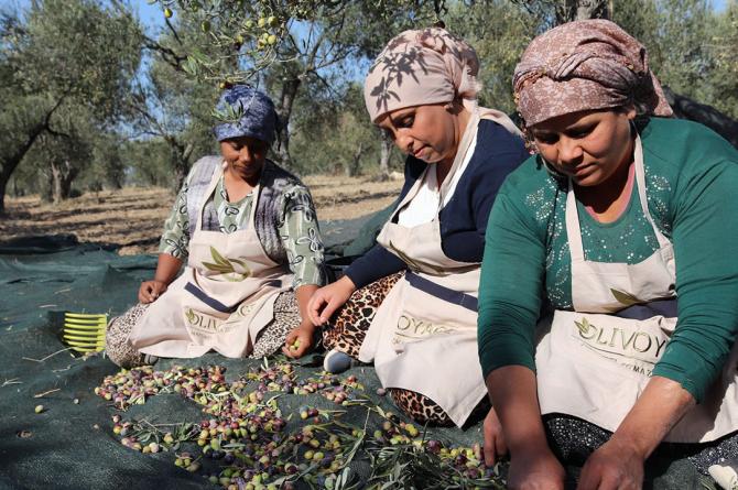 Kuzey Ege’de zeytin için erken hasat telaşı başladı