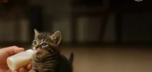 Yavru Kedi Besleme Rehberi