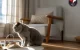 Köpeklerde Kalp Hastalıkları ve Belirtileri